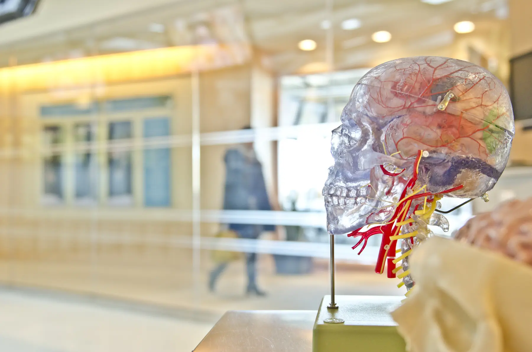 Colour-coded visualisation of a brain